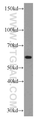 [66132-1-IG-150UL] RBPJ Monoclonal antibody