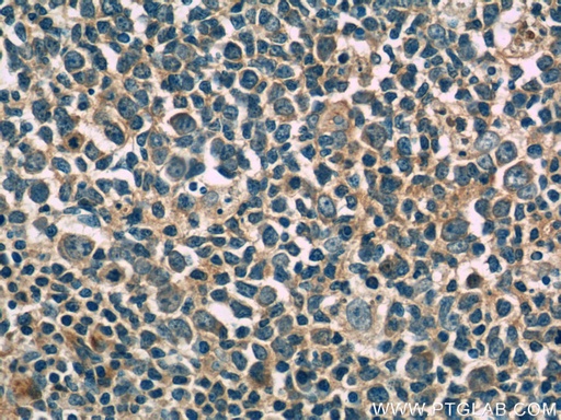 [66142-1-IG-20UL] IL-4 Monoclonal antibody