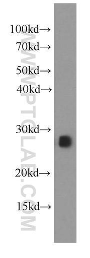 [66143-1-IG-20UL] IL-17D Monoclonal antibody