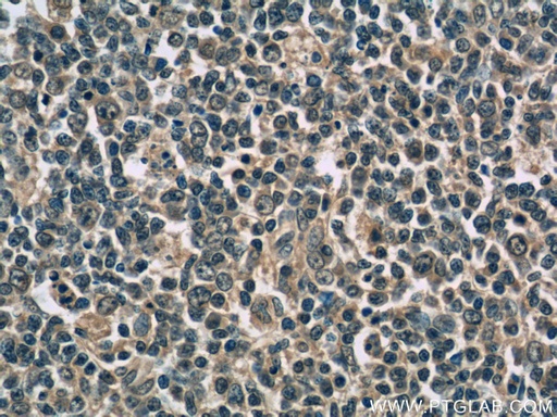 [66144-1-IG-150UL] IL-9 Monoclonal antibody