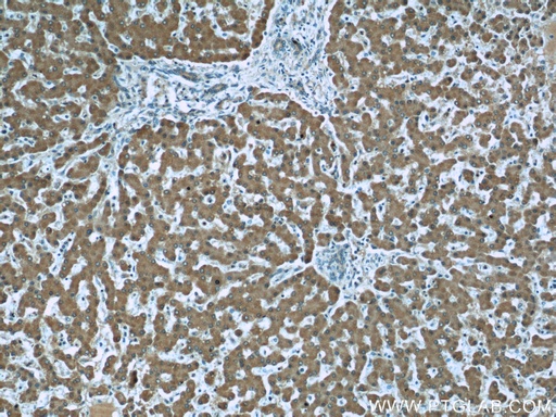 [66149-1-IG-150UL] TIMM44 Monoclonal antibody