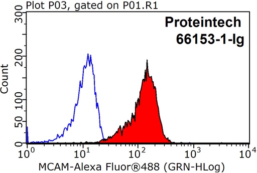 [66153-1-IG-150UL] CD146/MCAM Monoclonal antibody