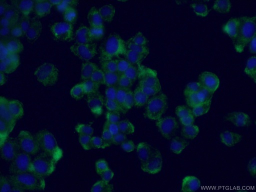 [66155-1-IG-150UL] NUMBL Monoclonal antibody