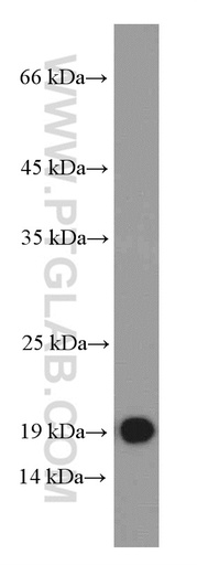 [66162-1-IG-150UL] IFNA1 Monoclonal antibody