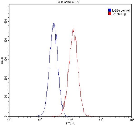 [66166-1-IG-150UL] TBP Monoclonal antibody