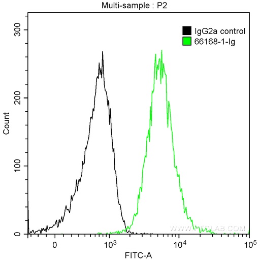 [66168-1-IG-20UL] HBG1-Specific Monoclonal antibody