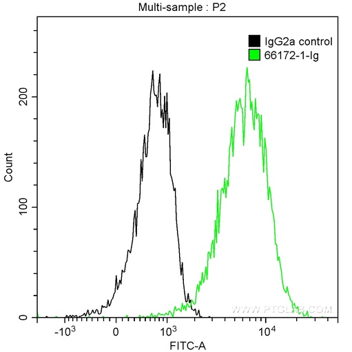[66172-1-IG-150UL] MSH6 Monoclonal antibody