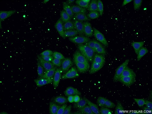 [66176-1-IG-20UL] USP13 Monoclonal antibody