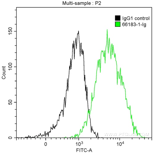 [66183-1-IG-20UL] HSP70 Monoclonal antibody