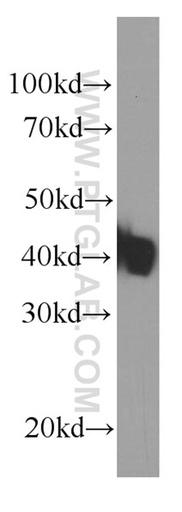 [66185-1-IG-20UL] KLF15 Monoclonal antibody