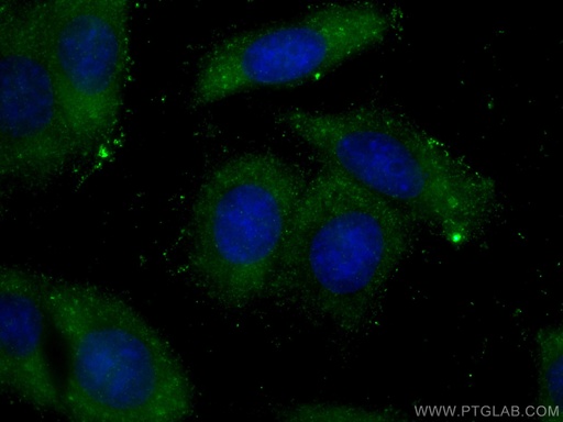 [66193-1-IG-20UL] GSNOR,ADH5 Monoclonal antibody