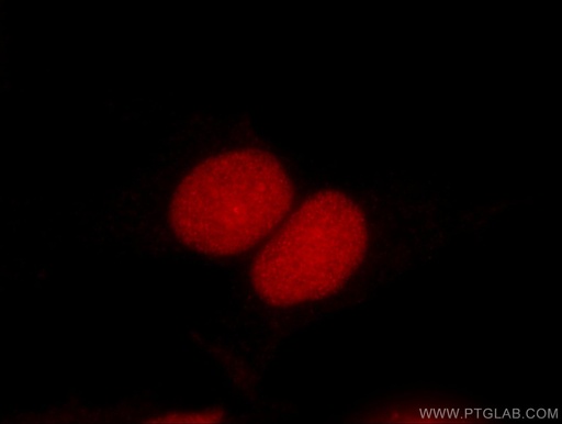 [66194-1-IG-150UL] DEK Monoclonal antibody
