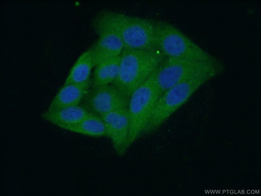 [66197-1-IG-150UL] IDH1 Monoclonal antibody