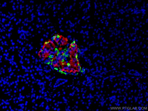 [66198-1-IG-20UL] INS Monoclonal antibody