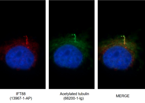 [66200-1-IG-20UL] acetylated Tubulin(Lys40) Monoclonal antibody