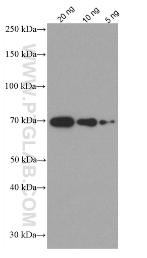 [66201-1-IG-150UL] BSA Monoclonal antibody