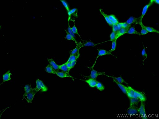 [66203-1-IG-150UL] SERPINE2 Monoclonal antibody