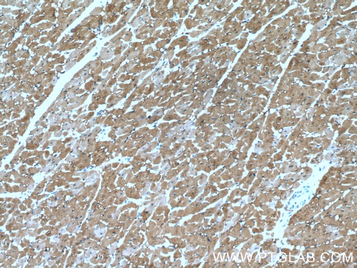[66205-1-IG-20UL] Myoglobin Monoclonal antibody