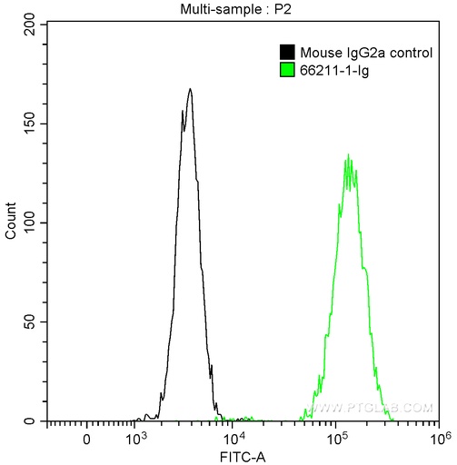 [66211-1-IG-20UL] CD13 Monoclonal antibody