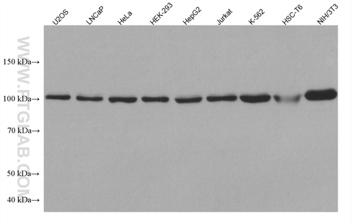 [66213-1-IG-150UL] USP5 Monoclonal antibody
