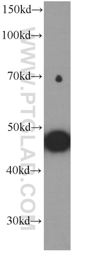 [66214-1-IG-150UL] MYOD1 Monoclonal antibody