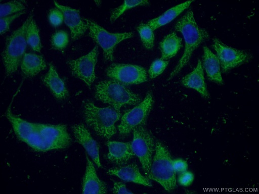 [66215-1-IG-20UL] APOD Monoclonal antibody