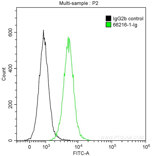 [66216-1-IG-150UL] TLE1 Monoclonal antibody