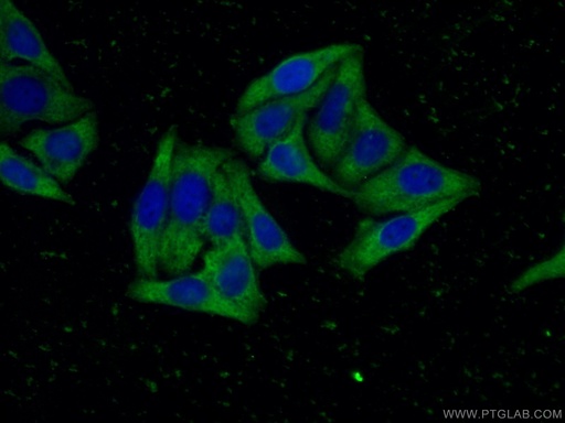 [66217-1-IG-150UL] ORM2-Specific Monoclonal antibody
