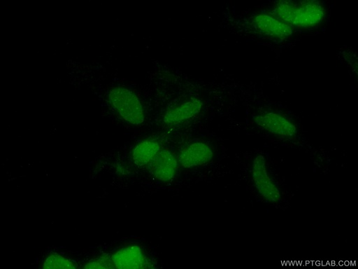 [66222-1-IG-150UL] CHD4 Monoclonal antibody