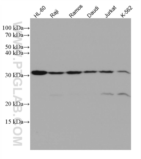 [66223-1-IG-20UL] ORAI1 Monoclonal antibody