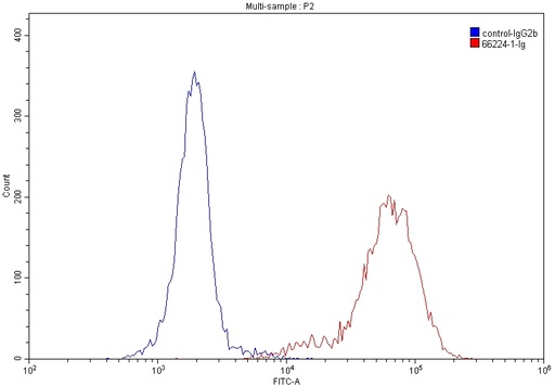 [66224-1-IG-150UL] CD43 Monoclonal antibody