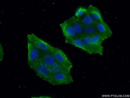 [66225-1-IG-20UL] MALT1 Monoclonal antibody