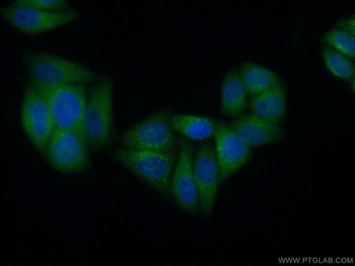 [66226-1-IG-150UL] HPSE Monoclonal antibody