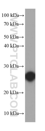 [66228-1-IG-150UL] RND3 Monoclonal antibody