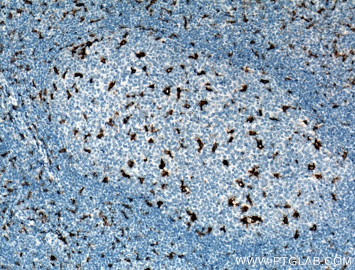 [66231-2-IG-20UL] CD68 Monoclonal antibody