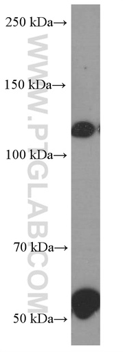[66232-1-IG-150UL] Pikachurin Monoclonal antibody