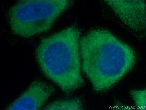 [66235-1-IG-20UL] IL-33 Monoclonal antibody