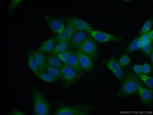 [66238-1-IG-20UL] STXBP2 Monoclonal antibody