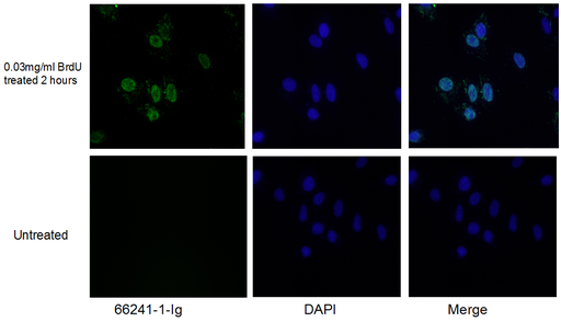 [66241-1-IG-150UL] BrdU Monoclonal antibody