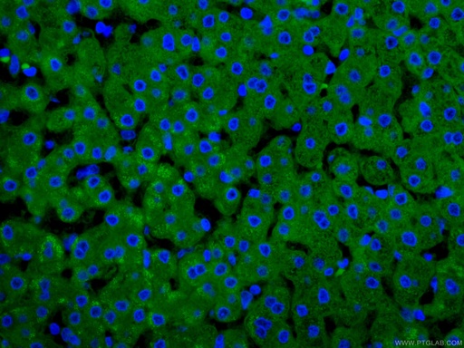 [66250-1-IG-150UL] CRP Monoclonal antibody