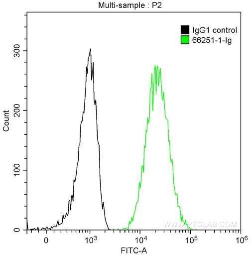 [66251-1-IG-150UL] 14-3-3 Sigma Monoclonal antibody