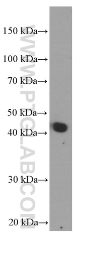 [66252-1-IG-20UL] APOA4 Monoclonal antibody