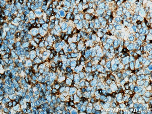 [66256-1-IG-20UL] CD11a/Integrin Alpha L Monoclonal antibody