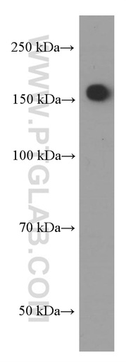 [66259-1-IG-150UL] Nestin Monoclonal antibody