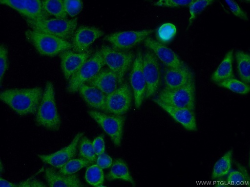 [66261-1-IG-150UL] PAI-1 Monoclonal antibody