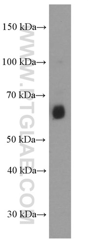 [66262-1-IG-20UL] AIRE Monoclonal antibody