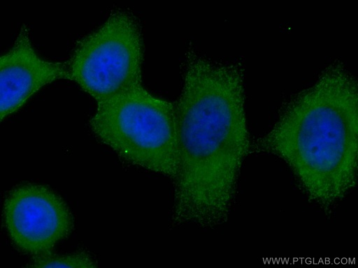 [66263-1-IG-150UL] FRS2 Monoclonal antibody