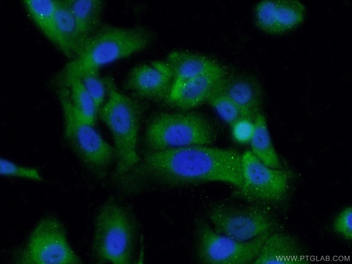 [66266-1-IG-150UL] SRPX2 Monoclonal antibody