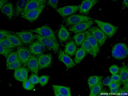 [66274-1-IG-150UL] CLTCL1 Monoclonal antibody