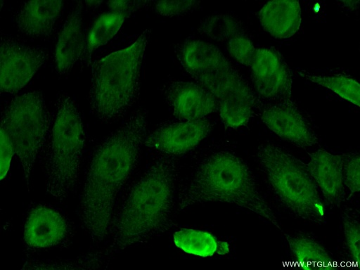 [66275-1-IG-150UL] ERCC1 Monoclonal antibody
